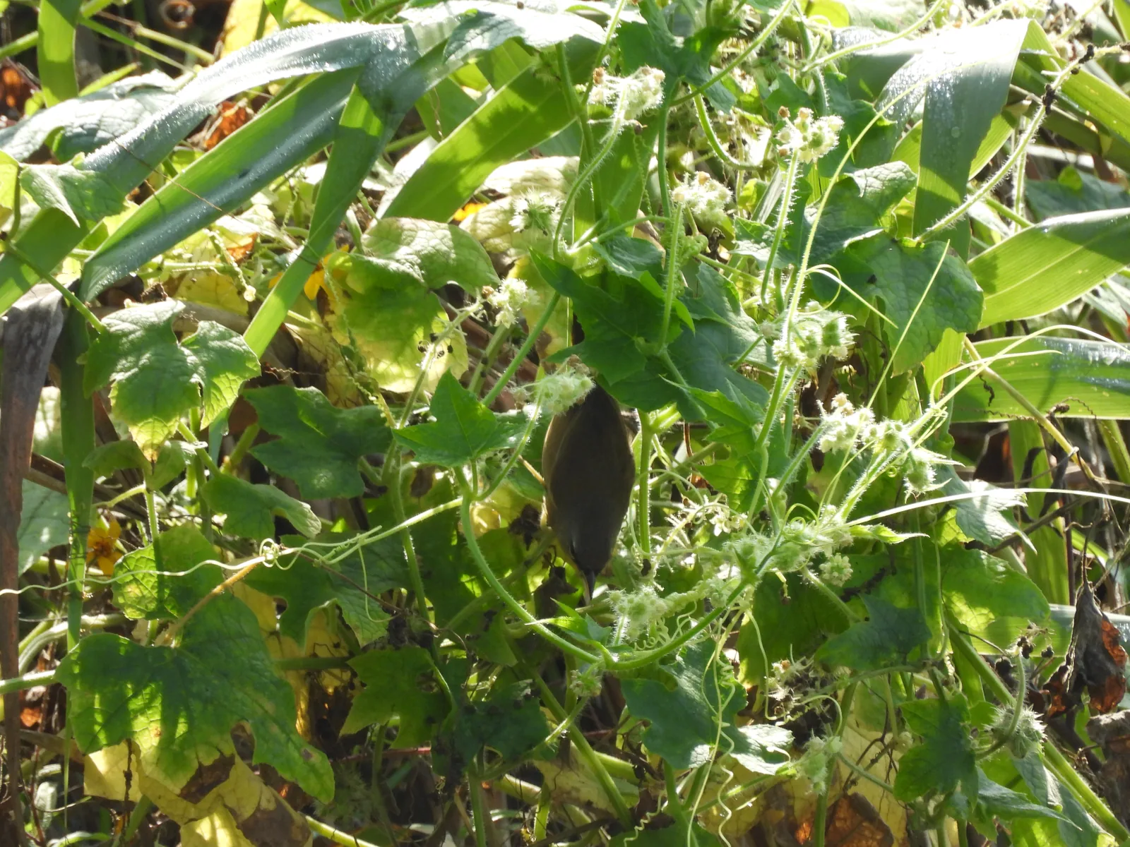 Chipe Amarillo (Setophaga petechia)
