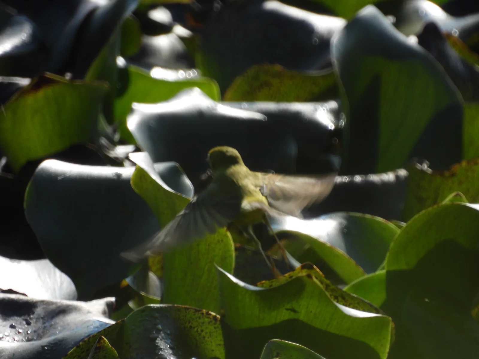Chipe Amarillo (Setophaga petechia)