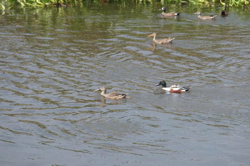 Pato Cucharón Norteño (Spatula clypeata)