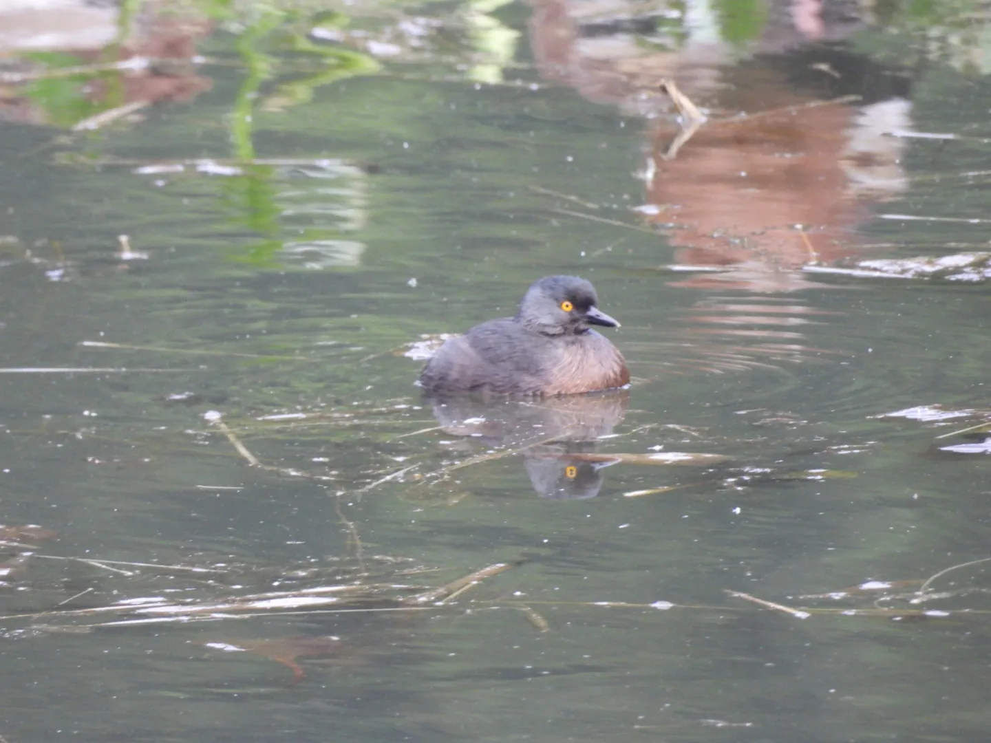 Zambullidor Menor (Tachybaptus dominicus)