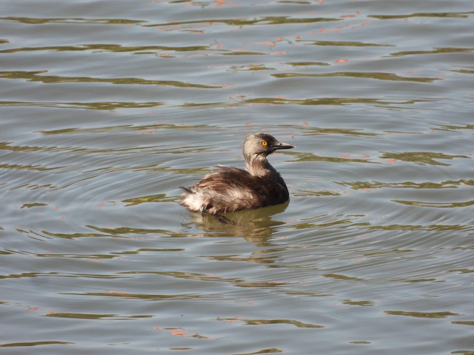 Zambullidor Menor (Tachybaptus dominicus)