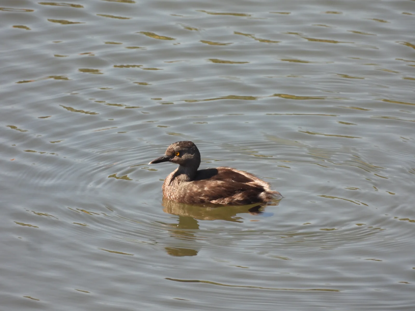Zambullidor Menor (Tachybaptus dominicus)