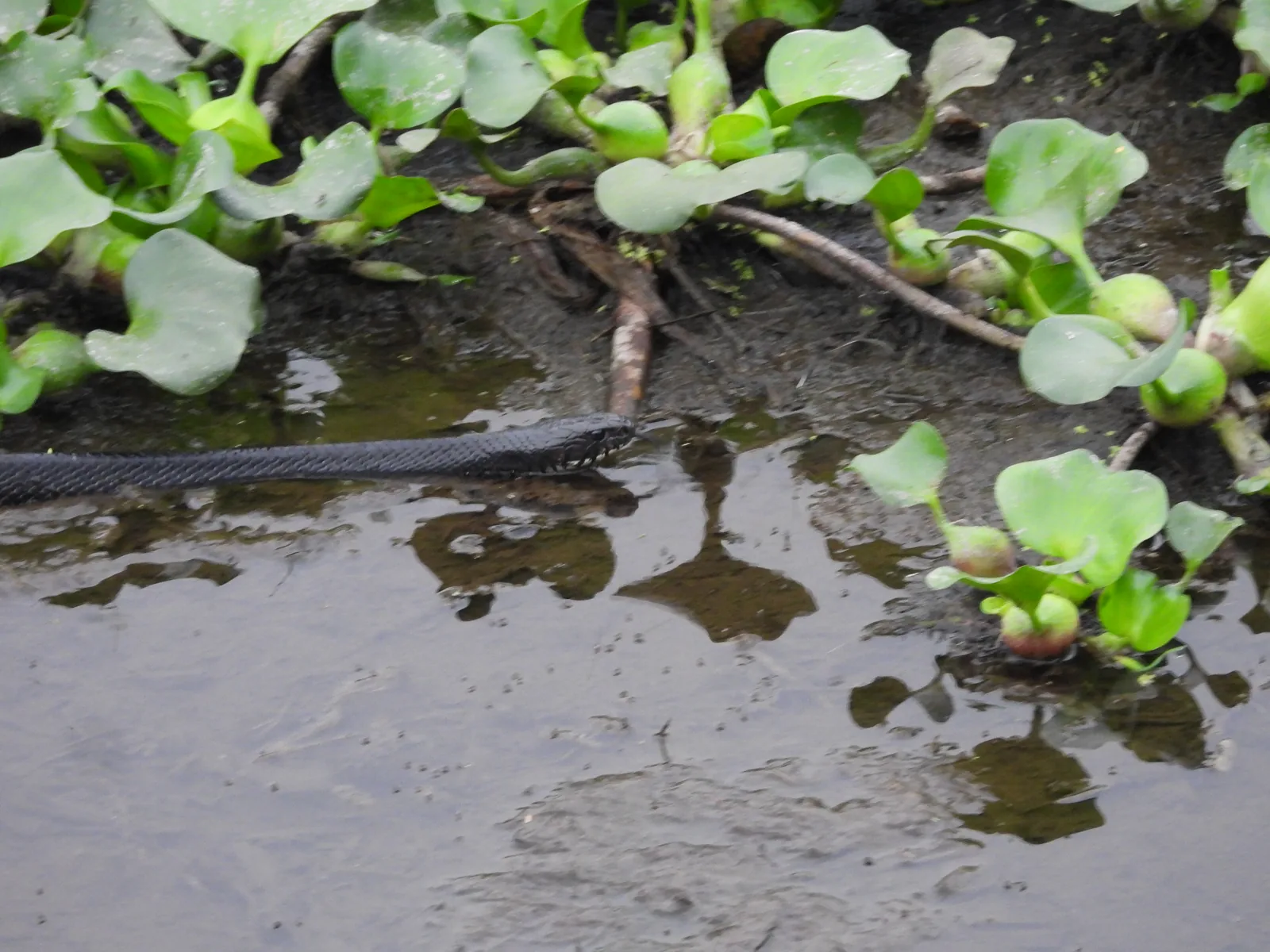 Culebra Listonada / Jarretera (Thamnophis proximus)