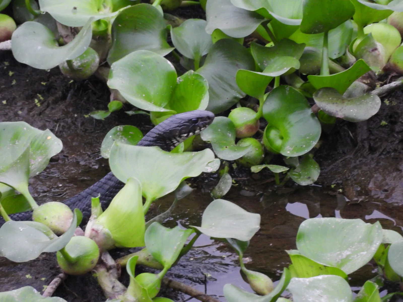 Culebra Listonada / Jarretera (Thamnophis proximus)