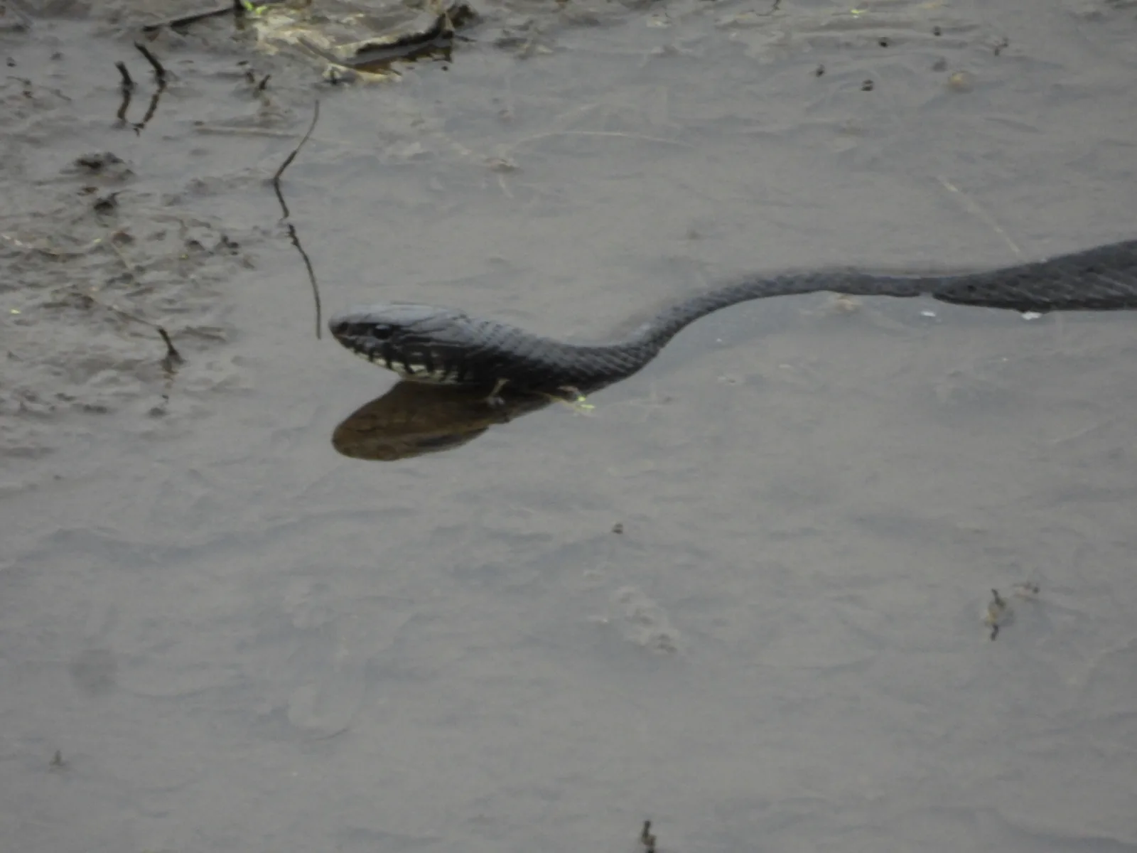 Culebra Listonada / Jarretera (Thamnophis proximus)