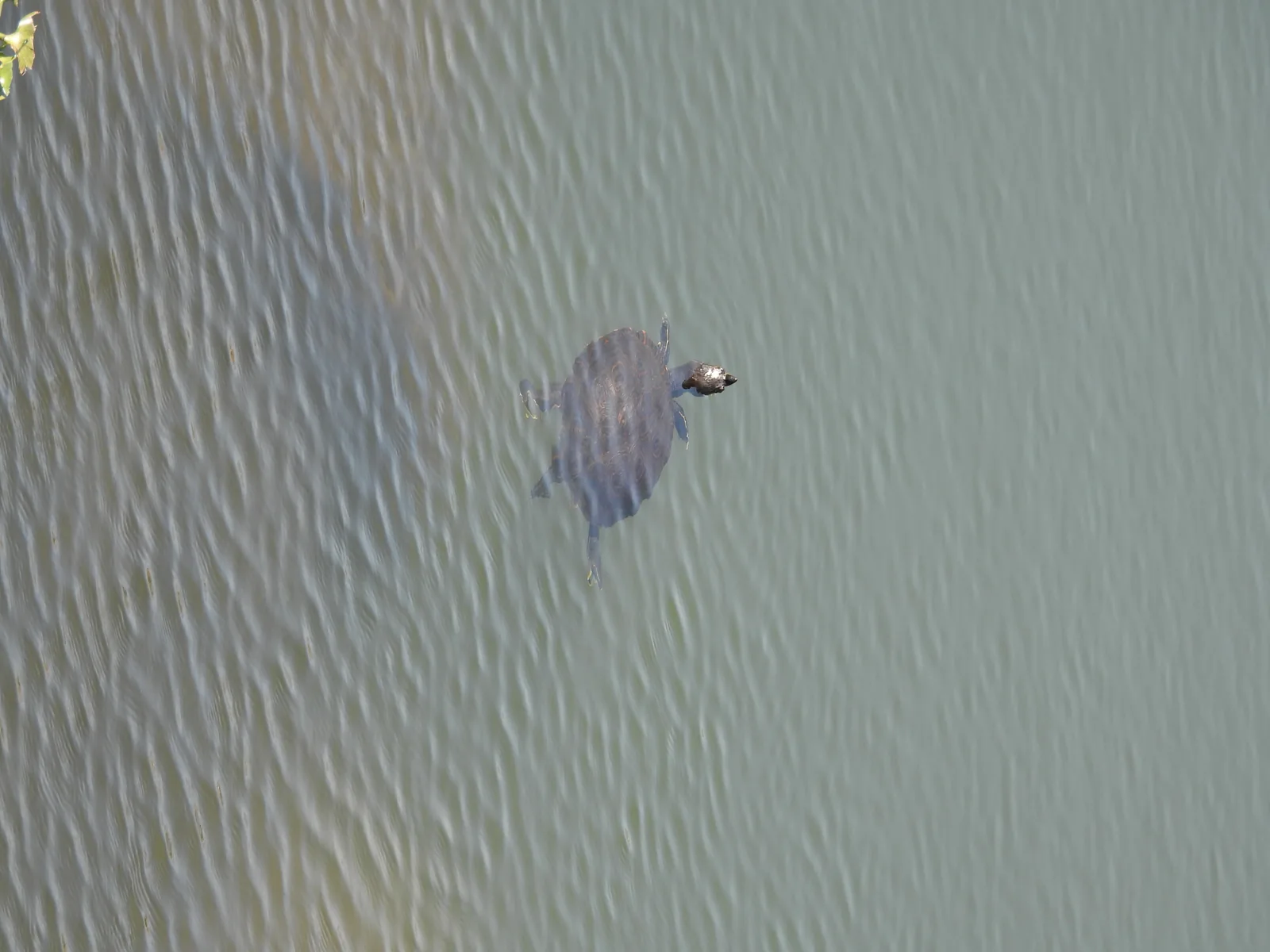 Tortuga / Jicotea (Trachemys venusta)
