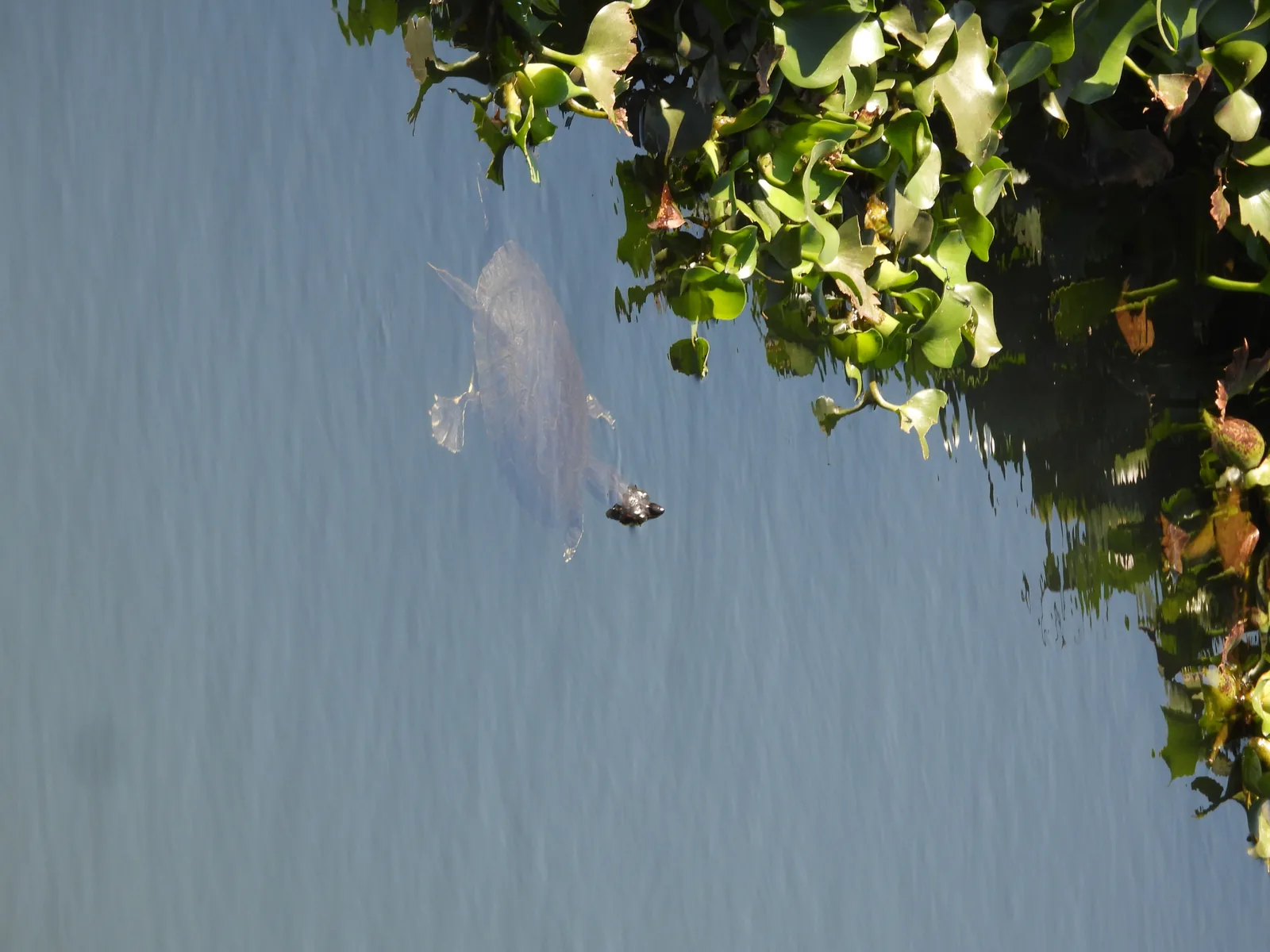 Tortuga / Jicotea (Trachemys venusta)