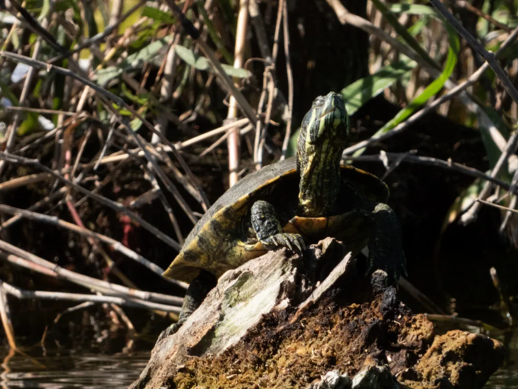 Tortuga / Jicotea (Trachemys venusta)