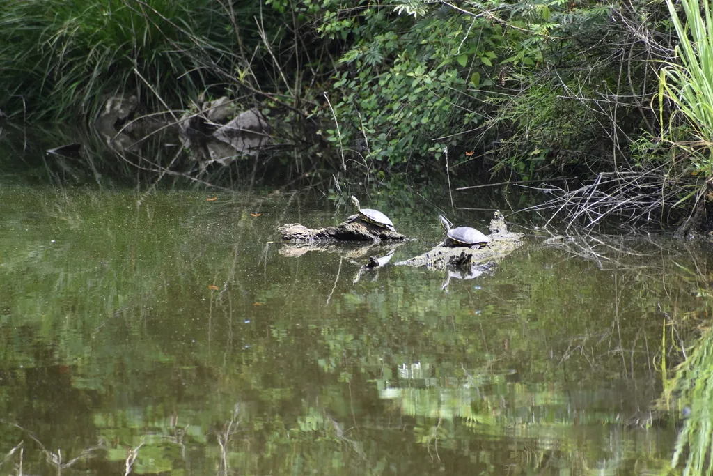 Tortuga / Jicotea (Trachemys venusta)