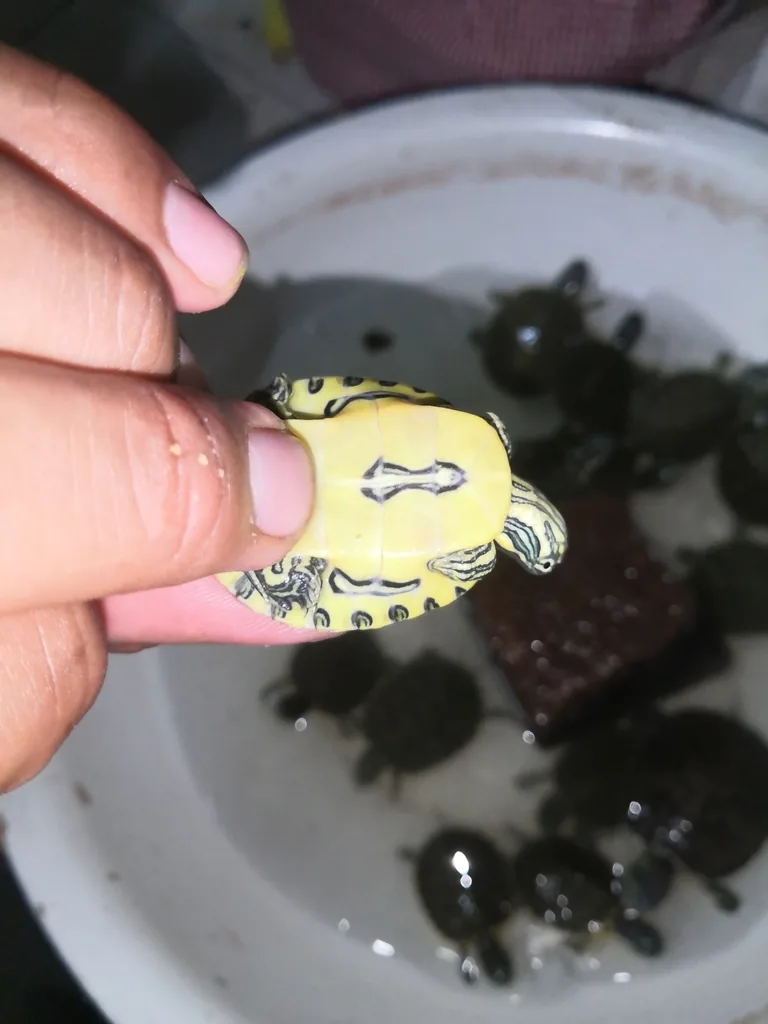 Tortuga / Jicotea (Trachemys venusta)
