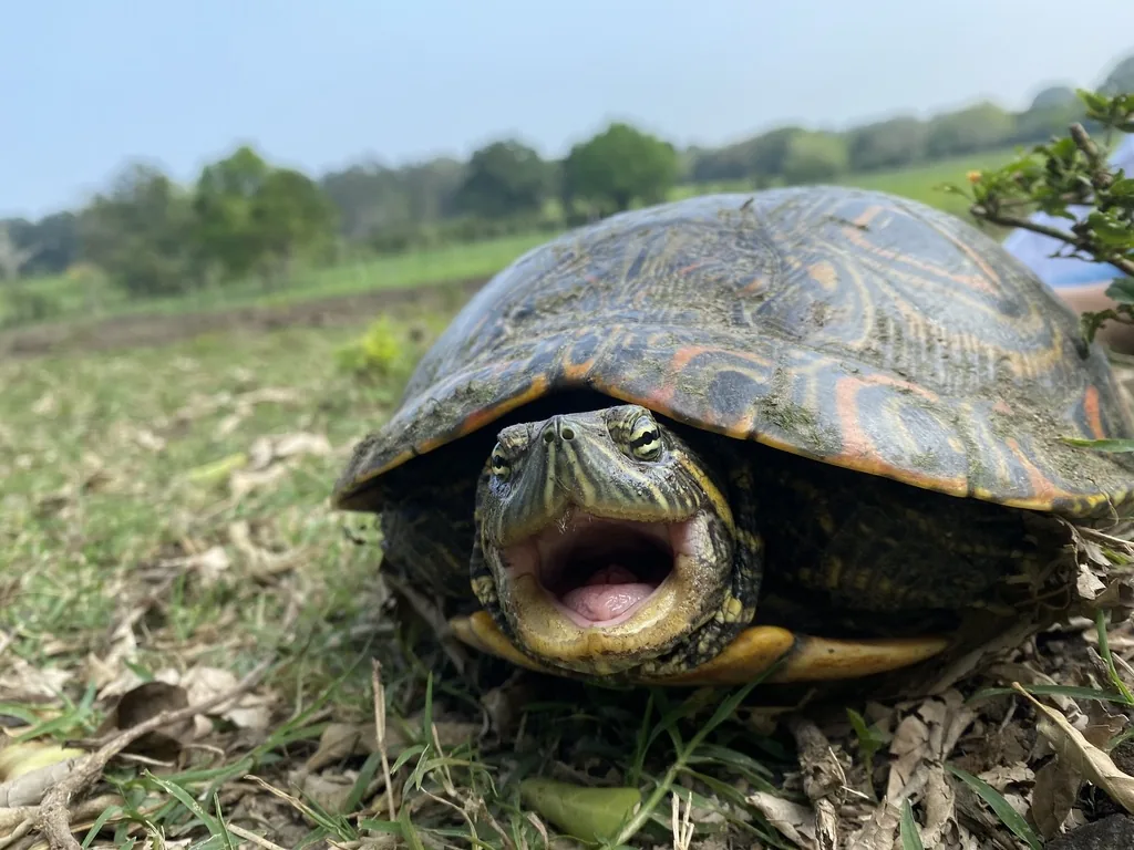 Tortuga / Jicotea (Trachemys venusta)