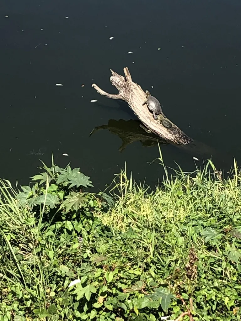 Tortuga / Jicotea (Trachemys venusta)