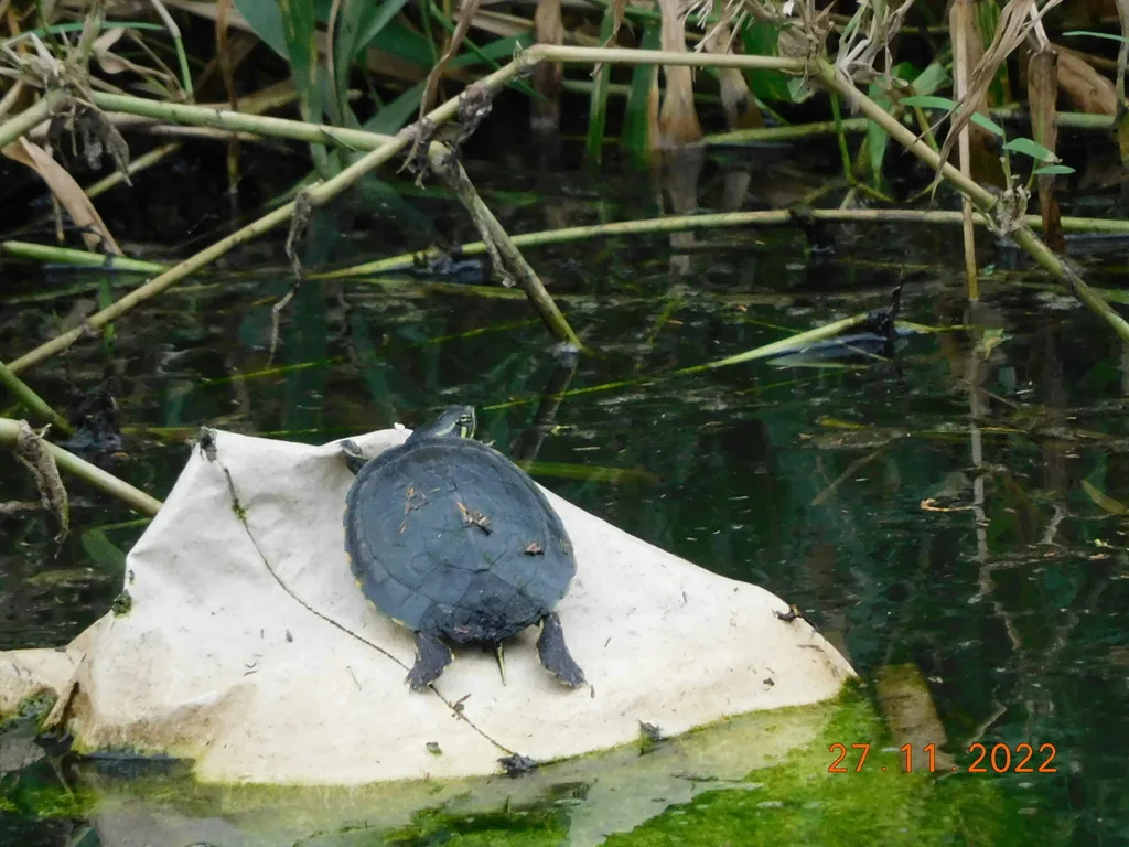 Tortuga / Jicotea (Trachemys venusta)