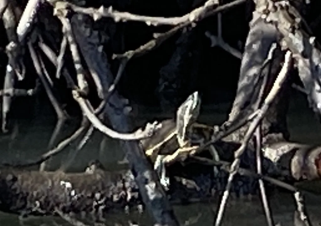 Tortuga / Jicotea (Trachemys venusta)