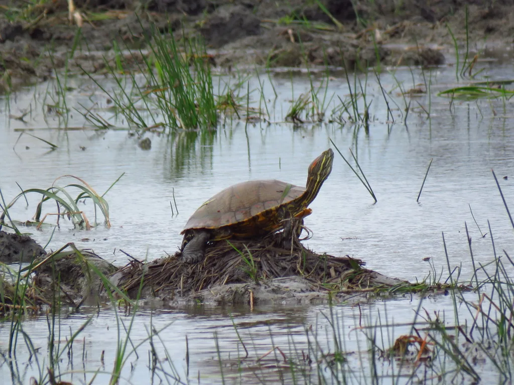 Tortuga / Jicotea (Trachemys venusta)