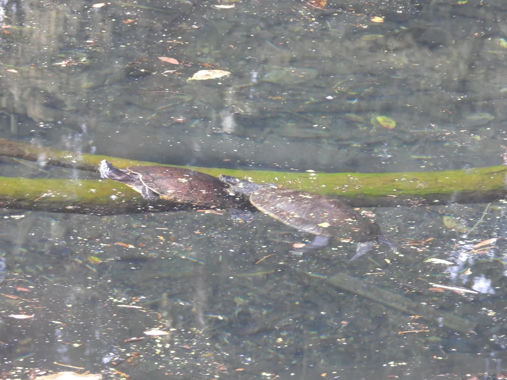 Tortuga / Jicotea (Trachemys venusta)