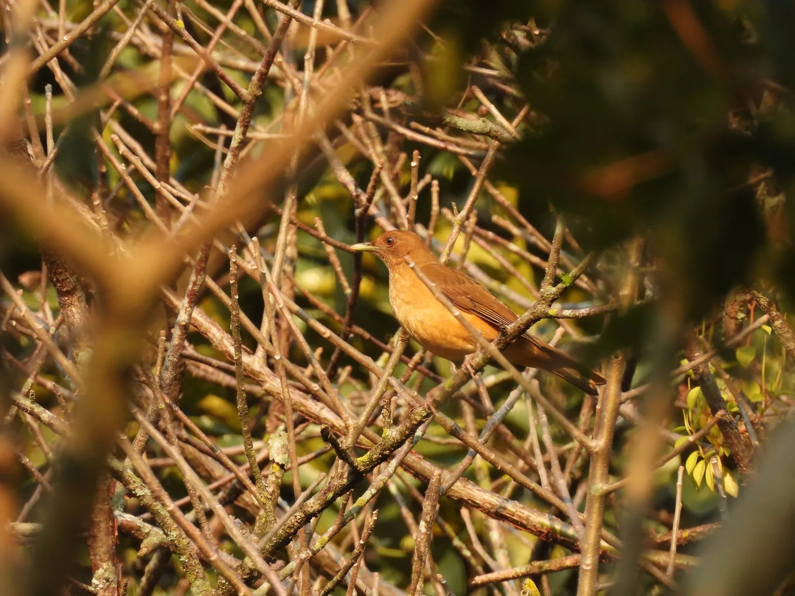 Mirlo Pardo (Turdus grayi)