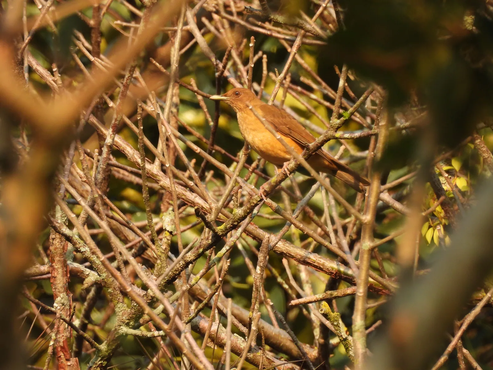 Mirlo Pardo (Turdus grayi)