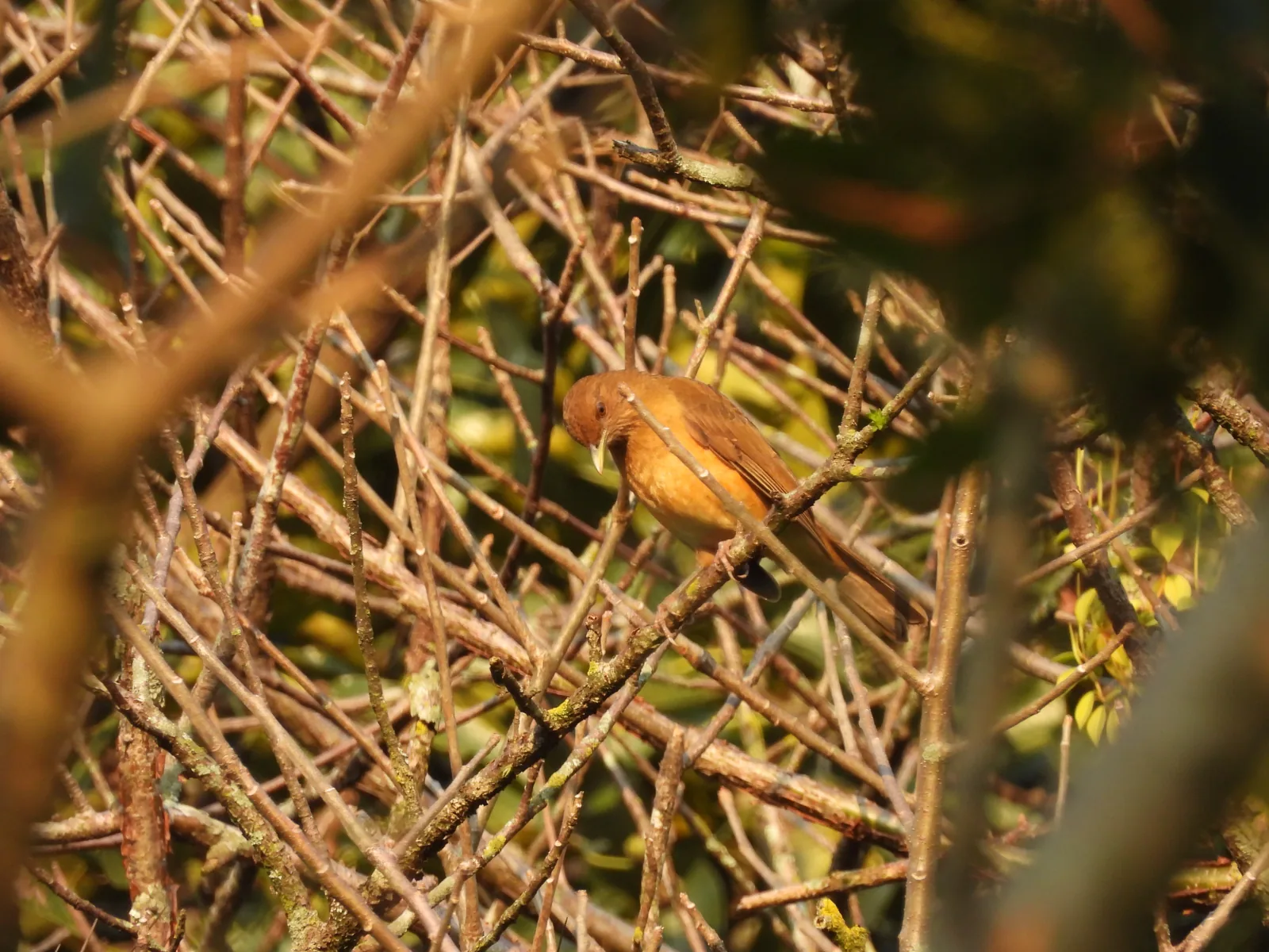 Mirlo Pardo (Turdus grayi)