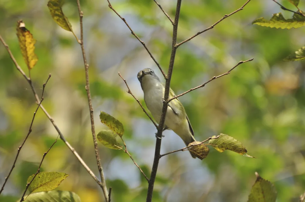 Vireo Anteojillo (Vireo solitarius)