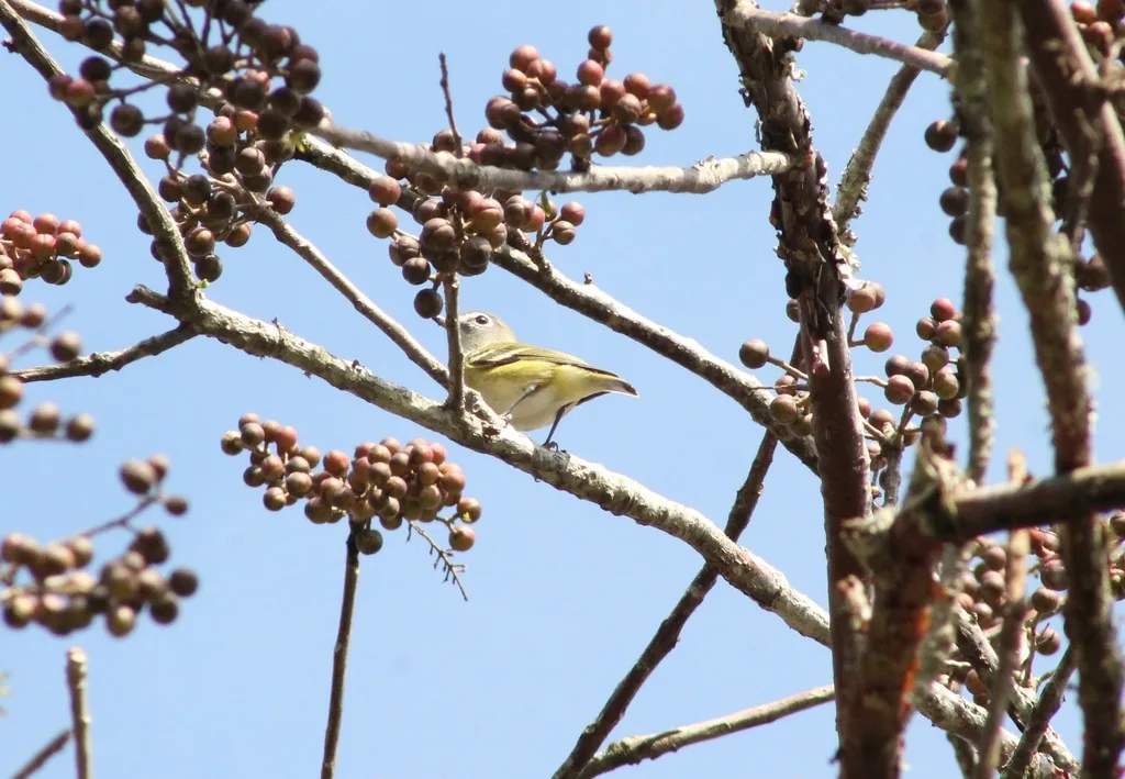 Vireo Anteojillo (Vireo solitarius)