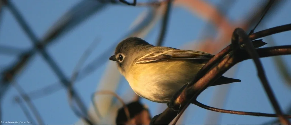 Vireo Anteojillo (Vireo solitarius)