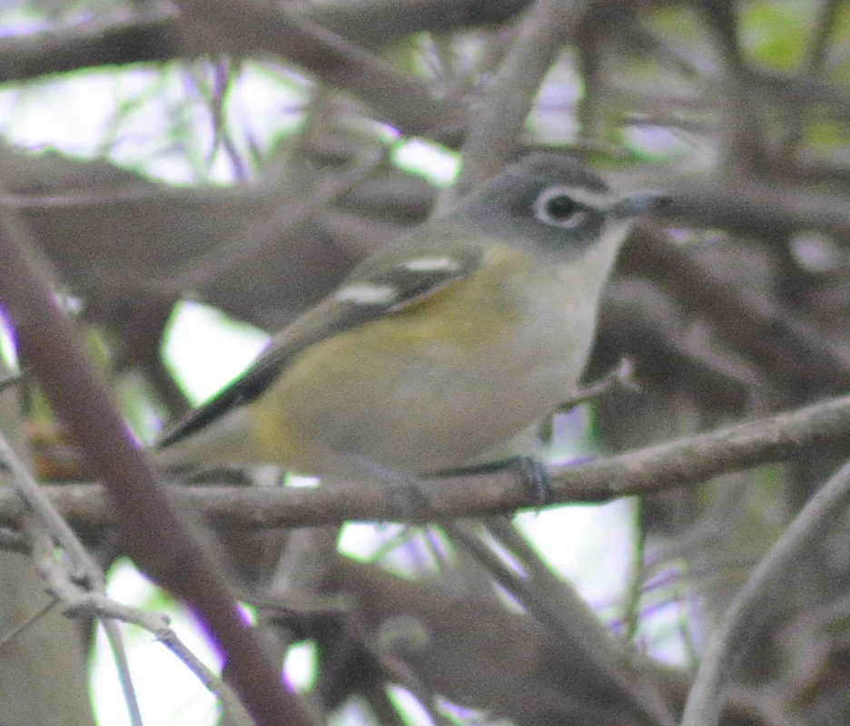 Vireo Anteojillo (Vireo solitarius)