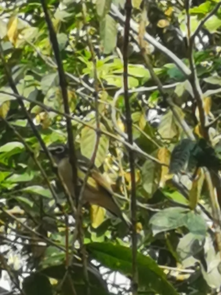 Vireo Anteojillo (Vireo solitarius)