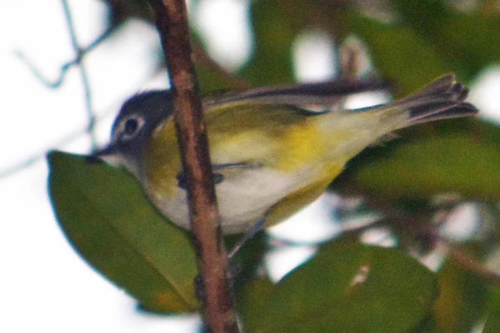 Vireo Anteojillo (Vireo solitarius)
