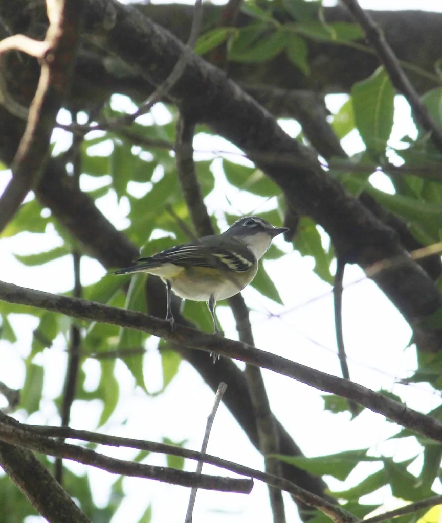 Vireo Anteojillo (Vireo solitarius)