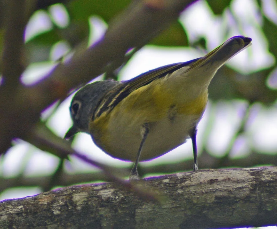 Vireo Anteojillo (Vireo solitarius)