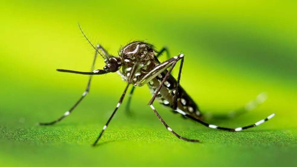 O número de casos de dengue nas duas primeiras semanas de 2024 mais que duplicou em relação ao mesmo período do ano anterior, conforme dados divulgados pelo Ministério da Saúde.