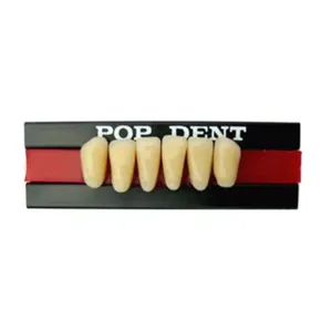 Dente Pop Dent Anterior Inferior