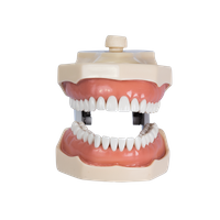 Manequim Dentística adaptado para outros fabricantes - 32 dentes