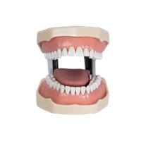Manequim Dentística com Língua - 32 dentes