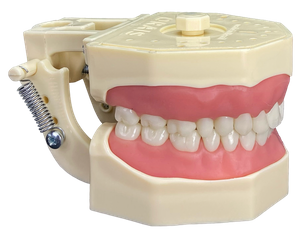 Manequim Dentística Estético 101 Modelo 2022