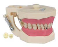 Manequim Materiais Dentarios Cariados 557