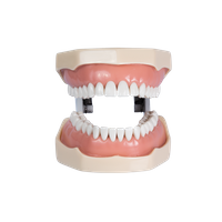 Manequim Multidisciplinar (uso de 4 disciplinas) - 32 Dentes