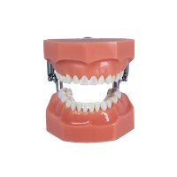 Manequim Pediatria 5 Dentes com Polpa (51, 55, 61, 74 e 85)