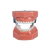 Manequim Pediatria 5 Dentes com Polpa (51, 55, 61, 74 e 85)