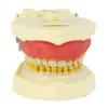 Manequim Periodontia FG - Ref. 309