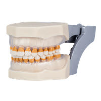 Manequim Periodontia Modelo Estético - 28 Dentes