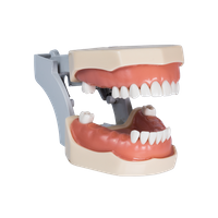 Manequim Prótese com Tapa-alvéolo (com Dentes Removíveis)
