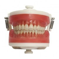 Manequim Top Dentística PD100