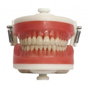 Manequim Top Dentística PD100