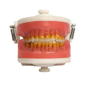 Manequim Cirurgia com Dentes de Periodontia PD110