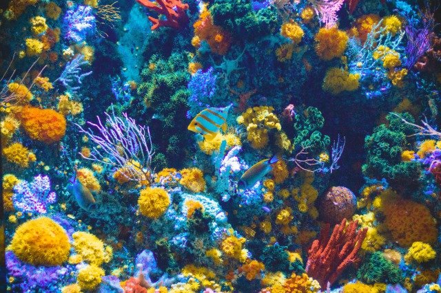 Save Coral Reefs: Combat Ocean Acidification and Warming