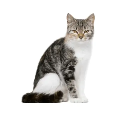 Aegean Cat Breed Photo