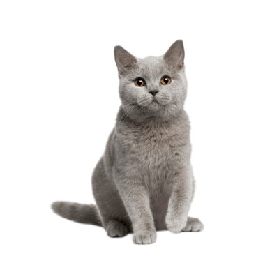 British Shorthair Cat Breed Photo