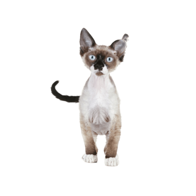 Devon Rex Cat Breed Photo